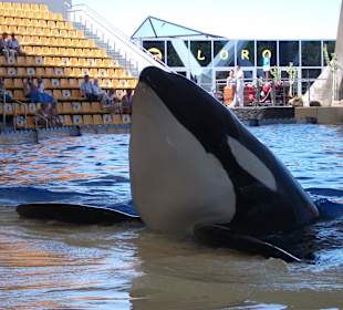 Die Atraktion, sehenswert, ein Muss