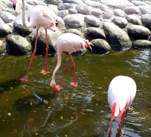 Al Areen Wildlife Park