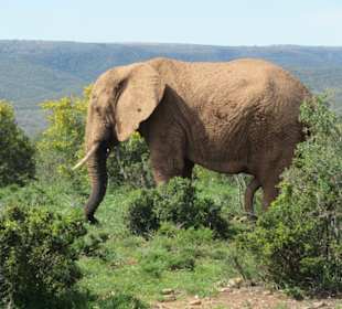 Im Addo Elefantenpark