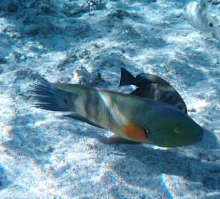 Besebschwanz Prachtlippwisch