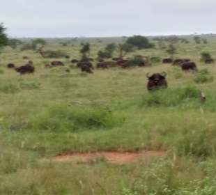 Sarova Salt Lick Game Lodge