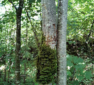 Wandern Schönau am Königssee