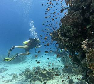 Pinnacle unter Wasser voller Meereslebewesen