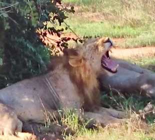 Geführte Touren Marco Polo Tours & Safaris Diani Beach
