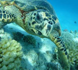 Schildkröte