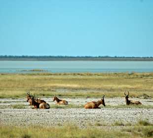 Bunte Tierwelt im Intu Afrika Tierschutzgebiet
