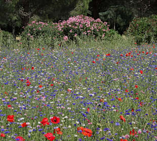 Blumenwiesen am Ufer des Lac de la Raho