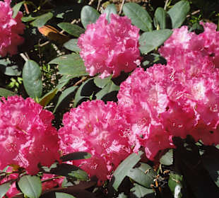 Impressionen vom Rundweg durch den Park