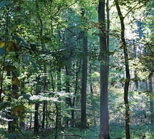 Herbstspaziergang durch den Hasbruch