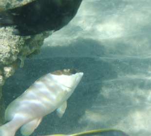 Im Wasser vorm Palace