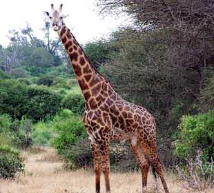 Giraffe
