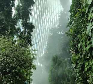 Cloud Forest 