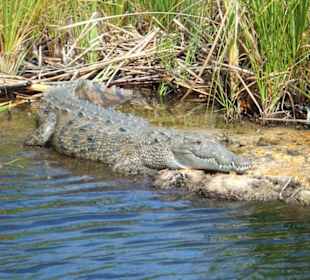 Krokodil