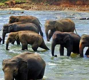 Rundreise zum Elefantenweisenhaus