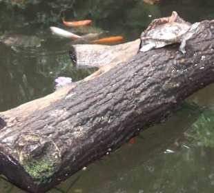 Tropicarium - Feuchte Tropen