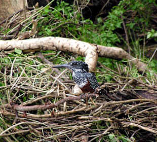 Prächtiger Vogel im Hluhluwe Park