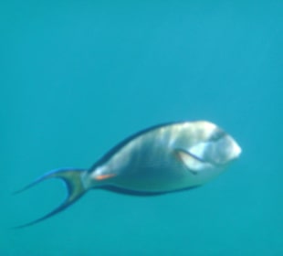 Tolle Unterwasserwelt