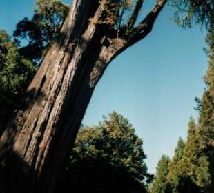 alte Zypresse bei Mittelstation von Bahn
