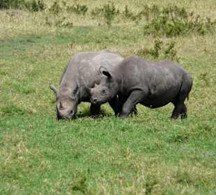 Spitzmaulnashorn