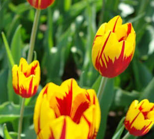 Осторов майнау