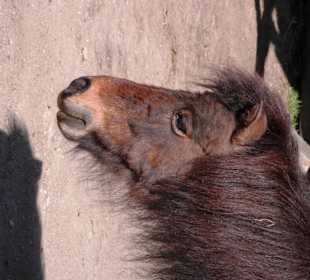 ZOO Jihlava