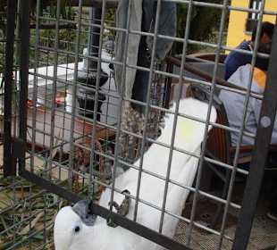 Kletterkünstler Paco