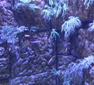 National Aquarium Malta