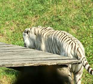 Kameltheater & Weißer Hof