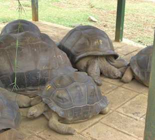 Landschildkröten von den Seychellen