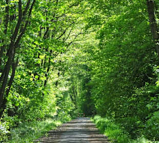 Spaziergang durch den Stadtwald Oldenburg