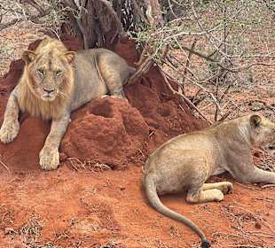 Geführte Touren Robert Safaris Adventure Galu Beach