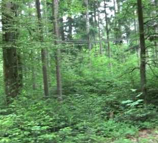 Hochseilgarten Hallwangen