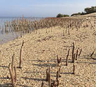 Wadi el Gemal National Park