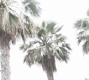 Palmen am Playa Jardin bei herrlichem Wetter