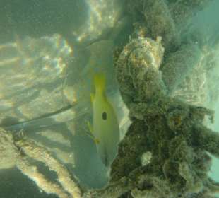 Blaupunktrochen mit Fisch