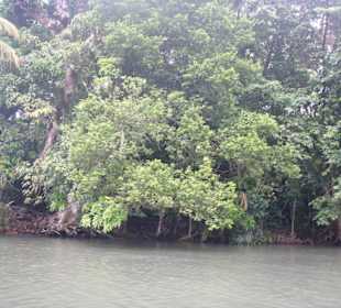 Indian River