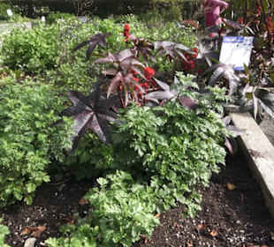 Kräutergarten