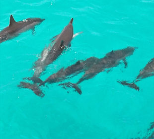 Delfin Tour Marsa Alam