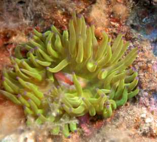 Anemone