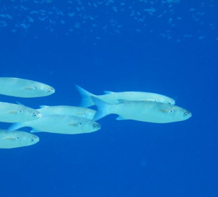 Rafa przy pomoście "Stella"