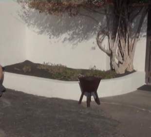 Fundacion Cesar Manrique