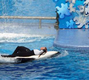 Shamu-Show