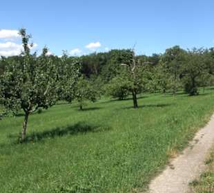 Eduard Lucas Musterobstgarten Mähringen