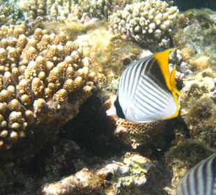 Am Hausriff Dreams Beach Resort & Dreams Vacation Resort