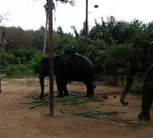 Inseltour mit Elephantenreiten