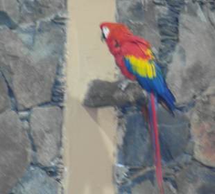 Ein Darsteller der Papageienshow