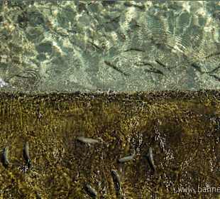 Fische