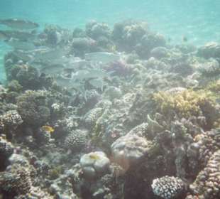 Hausriff des Fort Arabesque