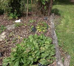 FederseemuseumFederseemuseum