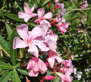 Blütenpracht in den Strandgassen von Le Racou